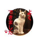 Hino and Moro's cats and dog4（個別スタンプ：16）