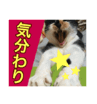 チコの秋田弁スタンプ 一致団結編（個別スタンプ：12）