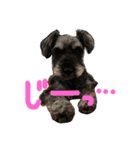 Miniature Schnauzer Pee3（個別スタンプ：1）