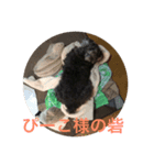 Miniature Schnauzer Pee3（個別スタンプ：4）