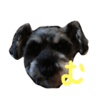 Miniature Schnauzer Pee3（個別スタンプ：5）