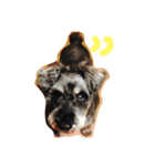 Miniature Schnauzer Pee3（個別スタンプ：7）