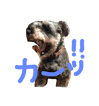 Miniature Schnauzer Pee3（個別スタンプ：8）