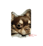 my dog chihuahua（個別スタンプ：3）