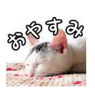 ねこスタンプ（ヅラねこ大五郎）（個別スタンプ：6）