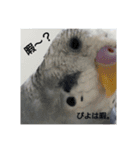 Sekisei Inko.（個別スタンプ：5）