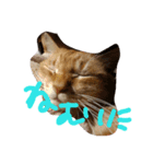 猫のミーたん（個別スタンプ：1）