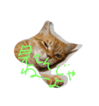 猫のミーたん（個別スタンプ：4）