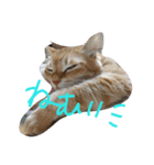猫のミーたん（個別スタンプ：5）