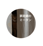猫のミーたん（個別スタンプ：6）