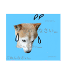 Dog...YS（個別スタンプ：2）