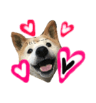 Dog...YS（個別スタンプ：3）