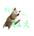 Dog...YS（個別スタンプ：4）