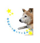 Dog...YS（個別スタンプ：7）