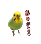 インコのポンちゃん（挨拶・会話）（個別スタンプ：4）