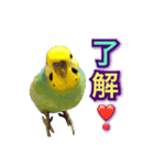 インコのポンちゃん（挨拶・会話）（個別スタンプ：5）