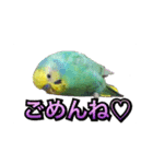 インコのポンちゃん（挨拶・会話）（個別スタンプ：6）