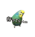 インコのポンちゃん（挨拶・会話）（個別スタンプ：9）