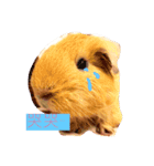 Potato is a Guinea pig ！（個別スタンプ：1）