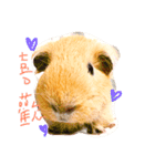 Potato is a Guinea pig ！（個別スタンプ：2）