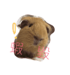 Potato is a Guinea pig ！（個別スタンプ：3）