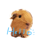 Potato is a Guinea pig ！（個別スタンプ：4）