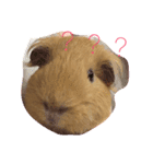 Potato is a Guinea pig ！（個別スタンプ：5）