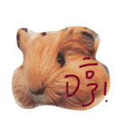 Potato is a Guinea pig ！（個別スタンプ：6）