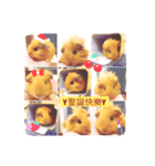 Potato is a Guinea pig ！（個別スタンプ：7）