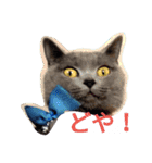 灰猫フォトスタンプ(40個版)（個別スタンプ：1）