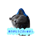 灰猫フォトスタンプ(40個版)（個別スタンプ：4）