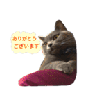 灰猫フォトスタンプ(40個版)（個別スタンプ：5）