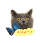 灰猫フォトスタンプ(40個版)（個別スタンプ：6）