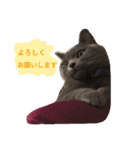 灰猫フォトスタンプ(40個版)（個別スタンプ：8）
