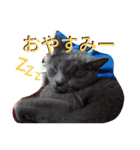 灰猫フォトスタンプ(40個版)（個別スタンプ：9）