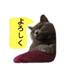 灰猫フォトスタンプ(40個版)（個別スタンプ：10）