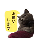 灰猫フォトスタンプ(40個版)（個別スタンプ：11）