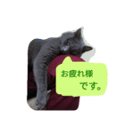 灰猫フォトスタンプ(40個版)（個別スタンプ：13）