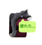 灰猫フォトスタンプ(40個版)（個別スタンプ：14）