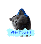 灰猫フォトスタンプ(40個版)（個別スタンプ：15）