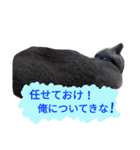 灰猫フォトスタンプ(40個版)（個別スタンプ：16）