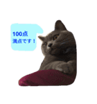 灰猫フォトスタンプ(40個版)（個別スタンプ：18）