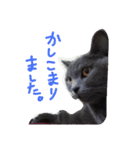 灰猫フォトスタンプ(40個版)（個別スタンプ：19）