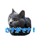 灰猫フォトスタンプ(40個版)（個別スタンプ：23）