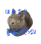 灰猫フォトスタンプ(40個版)（個別スタンプ：25）