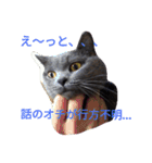 灰猫フォトスタンプ(40個版)（個別スタンプ：27）