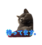 灰猫フォトスタンプ(40個版)（個別スタンプ：29）