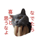 灰猫フォトスタンプ(40個版)（個別スタンプ：32）