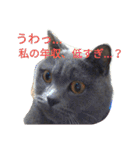 灰猫フォトスタンプ(40個版)（個別スタンプ：33）