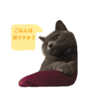 灰猫フォトスタンプ(40個版)（個別スタンプ：35）